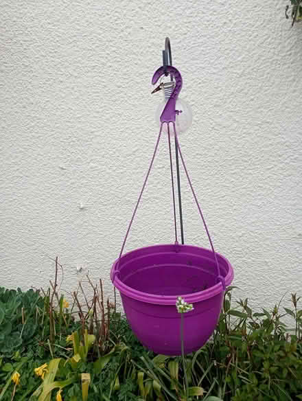 Photo of free Hanging plant pot (Cowley Oxford) #1