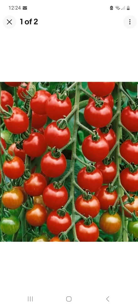 Photo of free 3 seedling tomatoes (Morden SM4) #2