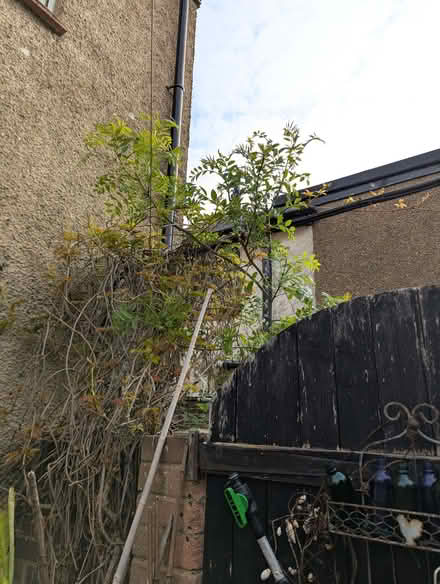 Photo of free 7ft tall European Ash Tree (Portslade by Sea BN41) #4