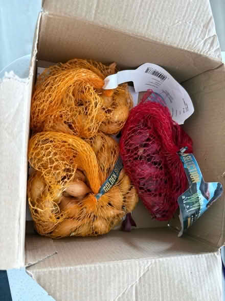 Photo of free onion sets (Downhead Park MK15) #1