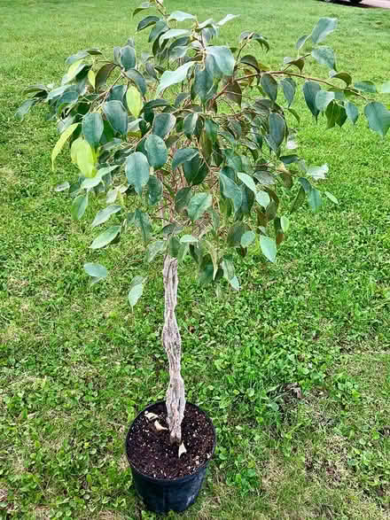 Photo of free Antique Rocker and Ficus Tree (MADISON East Side) #2