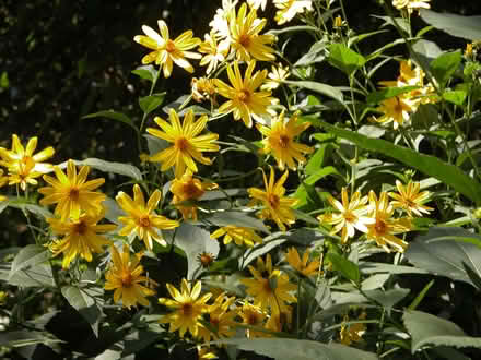 Photo of free Sunchoke/Sunroot Tubers/Artichoke (Airport Hwy/South St.) #2