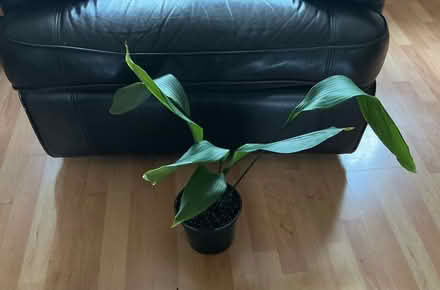 Photo of free Aspidistra cast iron plant (Whiston) #1
