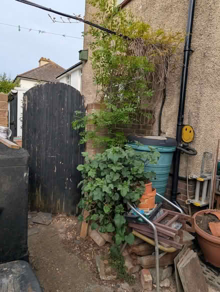 Photo of free 7ft tall European Ash Tree (Portslade by Sea BN41) #3