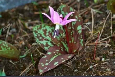 Photo of Dogs tooth violet (Kendal LA9) #4