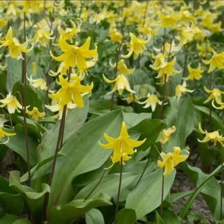 Photo of Dogs tooth violet (Kendal LA9) #3