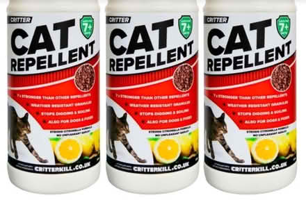 Photo of Coleus Canina Plant/ Cat repellant (Sandy SG19) #2