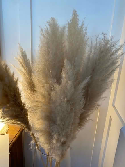 Photo of free Pampas Grass Stems (Woodley RG5) #2