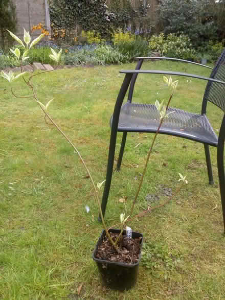Photo of free Shrub variegated Cornus (Taverham NR8) #1