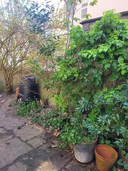 Photo of free Bay tree (BN1) #1