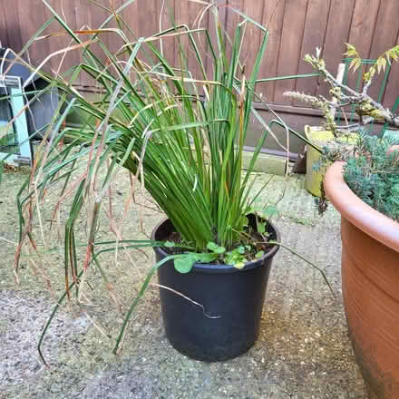 Photo of free Plants (Fordham Heath CO3) #4