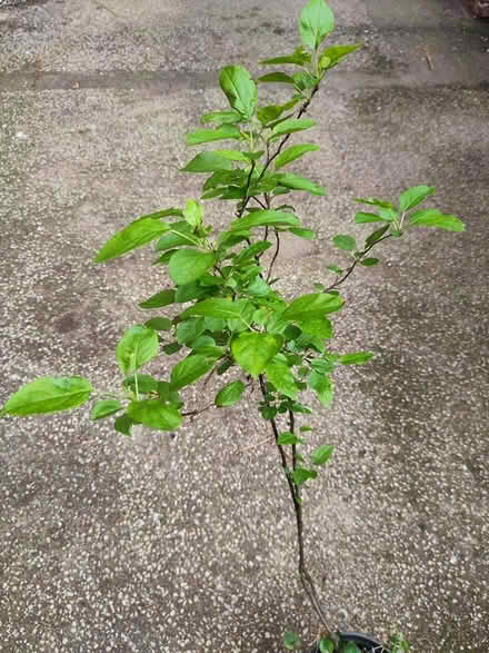 Photo of free Small crab apple tree (L1 Liverpool City Centre) #2