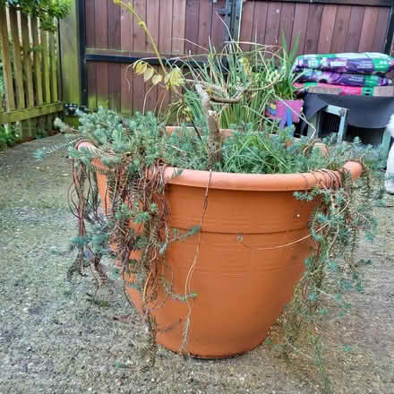 Photo of free Plants (Fordham Heath CO3) #3