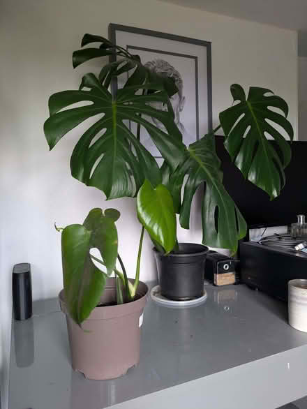 Photo of free 2 Monsters cheese plants (Torrisholme LA4) #1