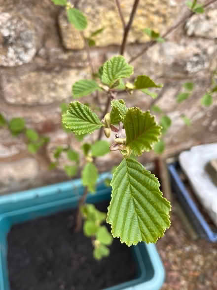 Photo of free Alder tree (Port Seton, EH32) #2