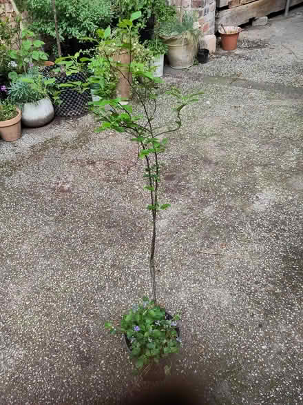 Photo of free Small crab apple tree (L1 Liverpool City Centre) #1