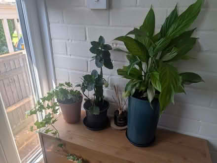 Photo of free House plants x 3 (Old Town TN40) #1