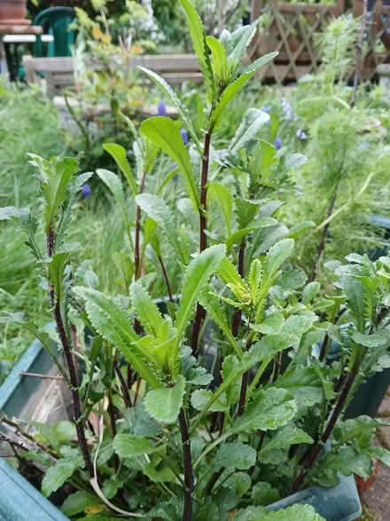 Photo of free Ox-eyed daisies (Crewe, Rope) #1