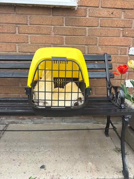 Photo of free Cat carrier and pads (moston M40,) #2