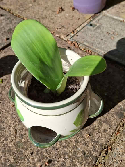 Photo of free Haemanthus albiflos Plant (Taverham NR8) #1