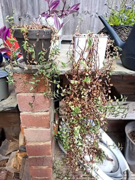 Photo of free 2 house plants in need of love (Codicote SG4) #1