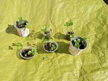 Photo of free Helibores Seedlings (Melbourn SG8) #1