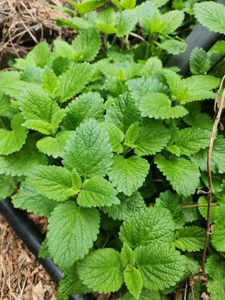 Photo of free Catnip & Lemon balm plants (Aberdeen) #1