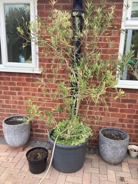 Photo of free Tall Olive tree in pot (Kempsey WR5) #1