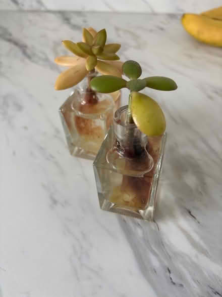 Photo of free Succulent style (Broomgrove TN34) #1