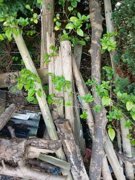 Photo of free Various bits of wood (The Green SY7) #1