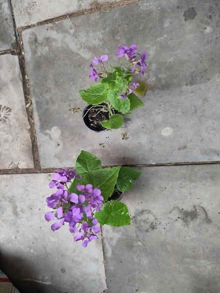 Photo of free 2 small pots of honesty (L1 Liverpool City Centre) #1