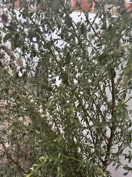 Photo of free Ceanothus Californian Lilac (BN3) #2