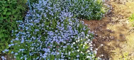 Photo of free Forget-me-nots (Kennington OX1) #1