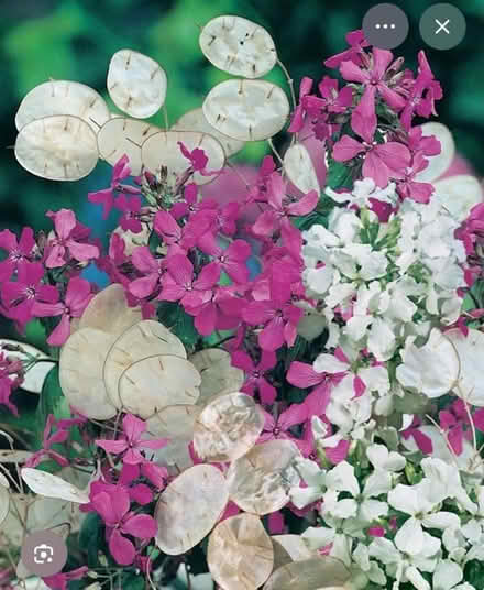 Photo of Honesty plants (lunaria annua) (Warden Hill GL51) #1
