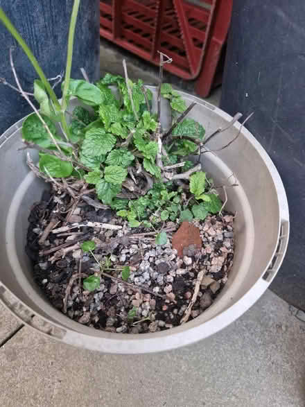Photo of free Small lemon balm plant (Wigmore HR6) #1