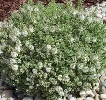 Photo of free Hebe pinguifolia 'Pagei' (Bracknell RG12) #1