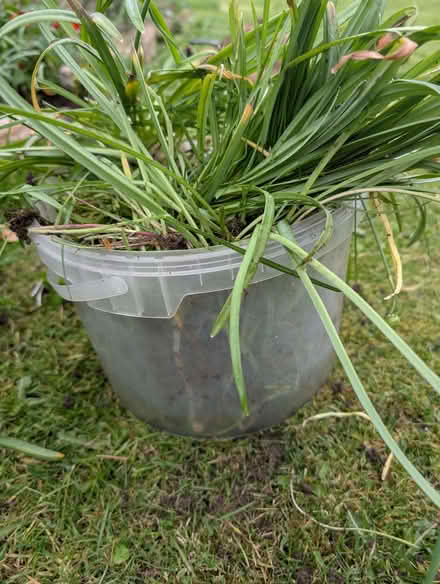 Photo of free Snowdrops (Pooley Bridge CA10) #1