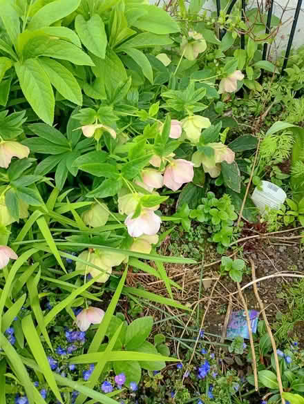 Photo of free Helibores Seedlings (Melbourn SG8) #2