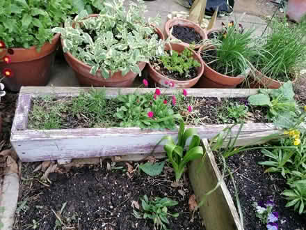 Photo of free Plant troughs (Littleport CB6) #2