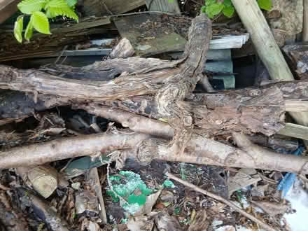 Photo of free Various bits of wood (The Green SY7) #2