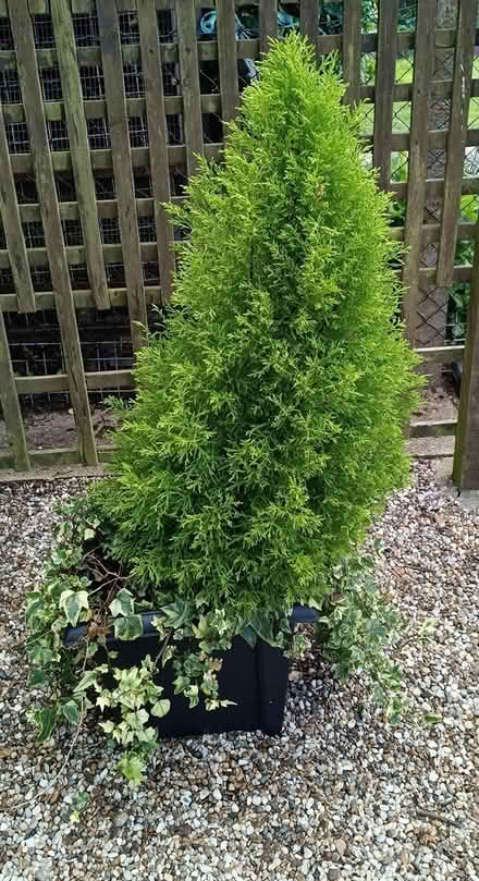 Photo of free Three conifers in tubs (Nr Tesco, Princes Road , CM2) #1