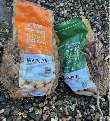 Photo of free chitted sed potatoes (SY9 5LZ) #1