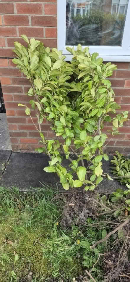Photo of free Laurels (Rainhill L35) #1