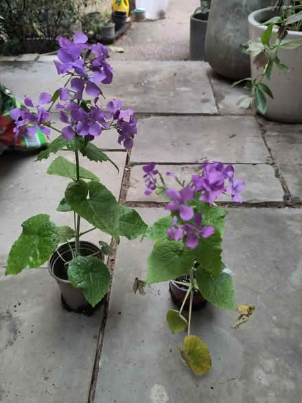 Photo of free 2 small pots of honesty (L1 Liverpool City Centre) #2