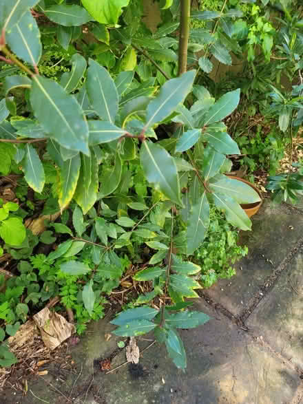 Photo of free Bay tree (BN1) #4