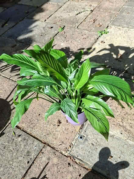 Photo of free Aurum lilly plant (Taverham NR8) #1
