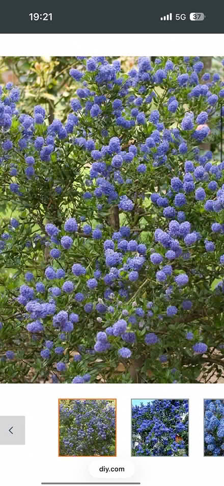 Photo of free Ceanothus Californian Lilac (BN3) #4
