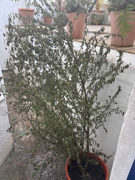Photo of free Ceanothus Californian Lilac (BN3) #1