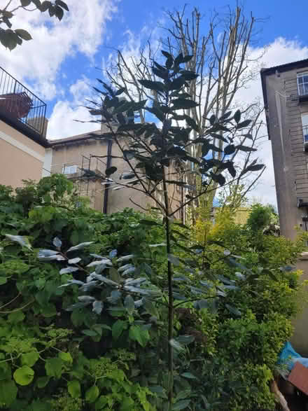 Photo of free Bay tree (BN1) #3