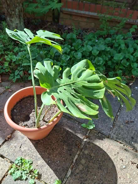 Photo of free Swiss Cheese Plant (Taverham NR8) #1